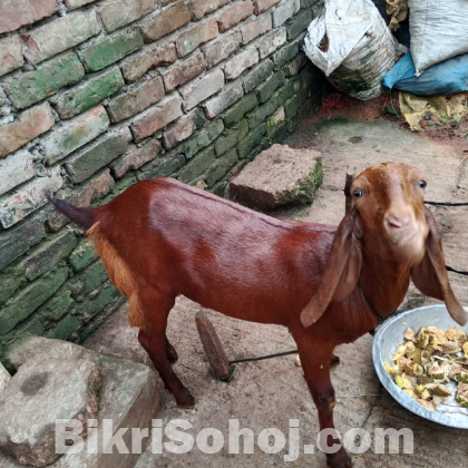 রাম ছাগল খাসি